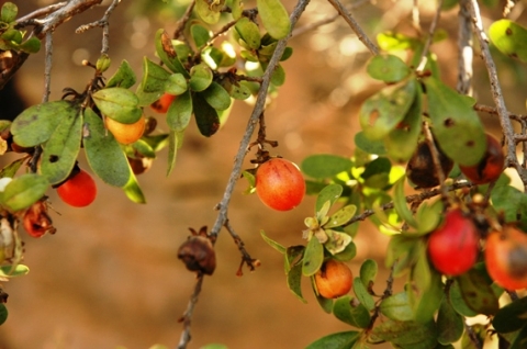 Diospyros austroafricana